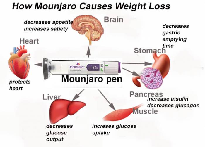 The Science Behind Mounjaro Weight Loss: How It Works - Now Then Digital